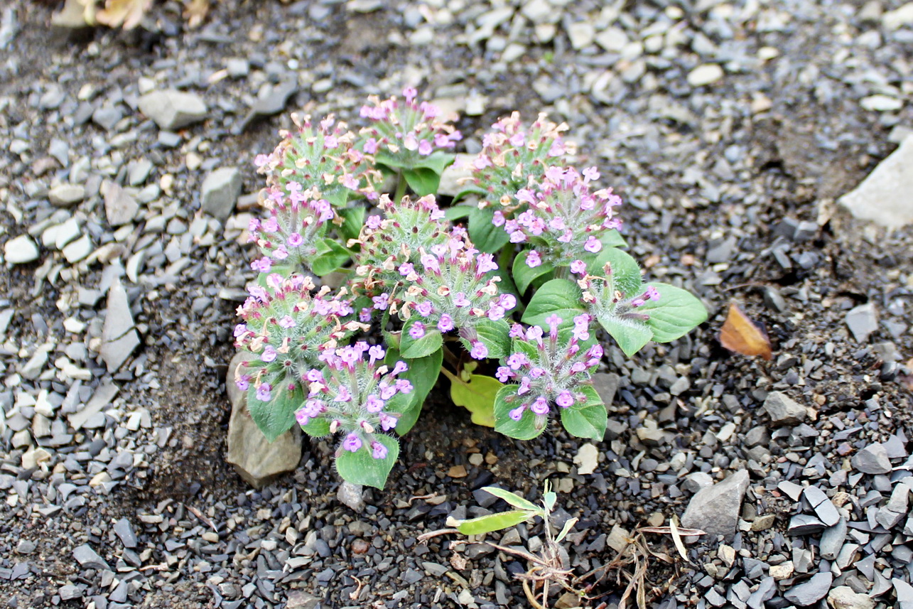 Изображение особи Ziziphora capitata.