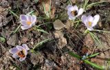 Crocus vernus. Цветущие растения (культивары) с фуражирующими шмелями. Московская обл., г. Электрогорск, в культуре. 20.04.2019.