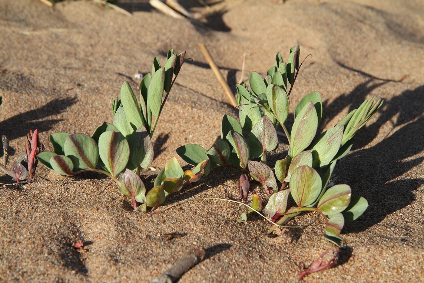 Изображение особи Lathyrus japonicus ssp. maritimus.