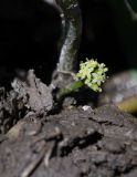 Hydrocotyle ranunculoides. Соцветие. Израиль, Голанские высоты, окр. киббуца Орталь, пересыхающий зимний водоём. 11.06.2020.