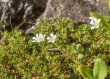 Minuartia imbricata