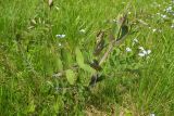 Lathyrus pisiformis