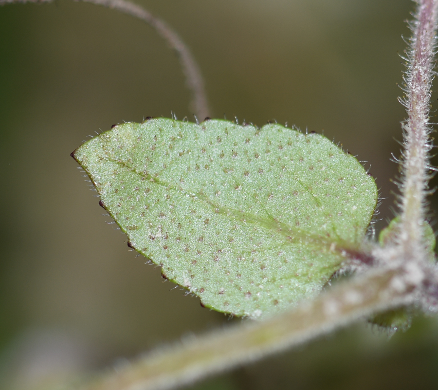Изображение особи род Calceolaria.