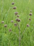 Phlomoides tuberosa