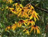 Rudbeckia hirta