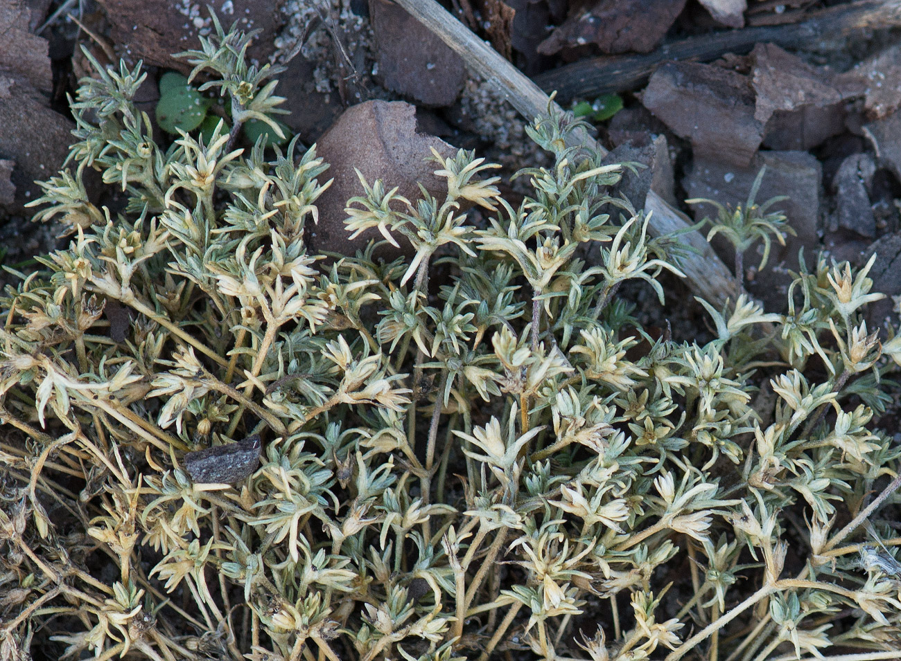 Изображение особи Scleranthus annuus.