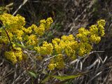 Galium verum. Верхушка цветущего побега. Магаданская обл., г. Магадан, окр. бухты Гертнера, мкр-н Горняк, у дороги в разнотравье. 22.08.2021.