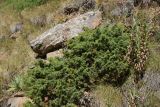 genus Juniperus. Вегетирующее растение. Кабардино-Балкария, Эльбрусский р-н, гора Чегет, выс. ок. 2500 м н.у.м., луг. 28 августа 2023 г.