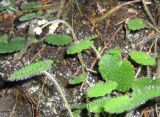 Saxifraga hirsuta