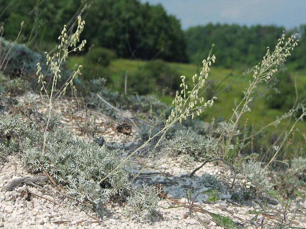 Image of Artemisia hololeuca specimen.