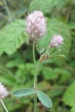 Trifolium arvense. Верхушка цветущего растения. Карачаево-Черкесия, Зеленчукский р-н, долина р. Аксаут, окр. аула Красный Карачай. 12.08.2011.