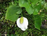 Calla palustris. Плодоносящее растение. Украина, Ивано-Франковская обл., Надворнянский р-н, окр. с. Быстрица, долина потока Рафайловец, в ручье. 21 июня 2011 г.