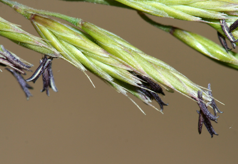 Изображение особи Festuca polesica.