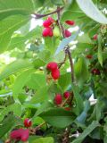 Lonicera fragrantissima