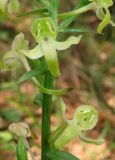 Platanthera chlorantha