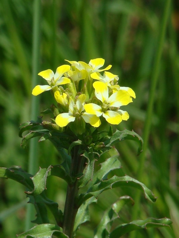 Изображение особи Erysimum repandum.