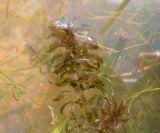 Hydrilla verticillata