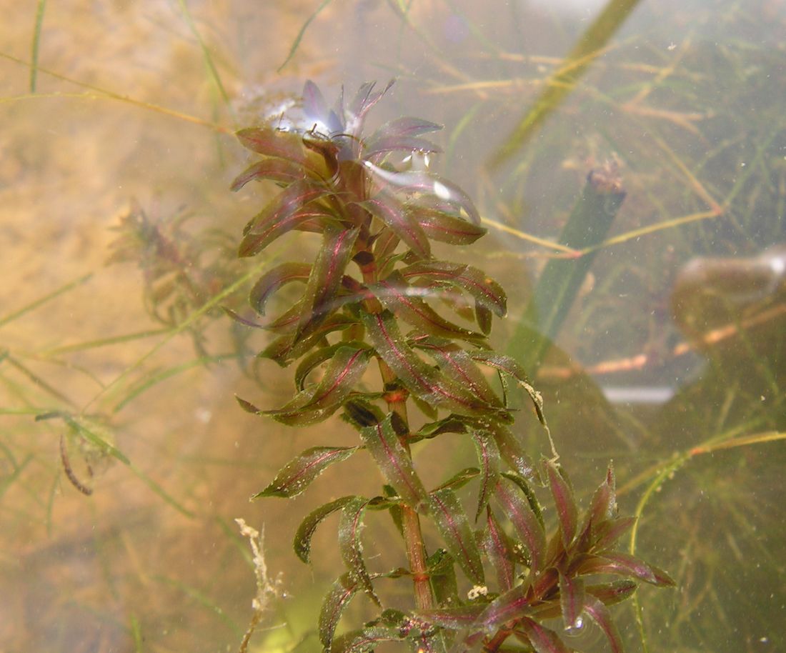 Изображение особи Hydrilla verticillata.