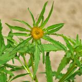 Bidens radiata