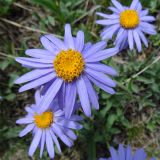 Aster serpentimontanus