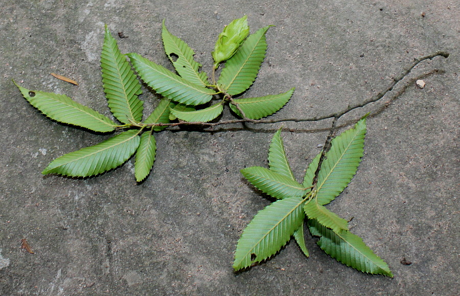 Изображение особи Carpinus japonica.