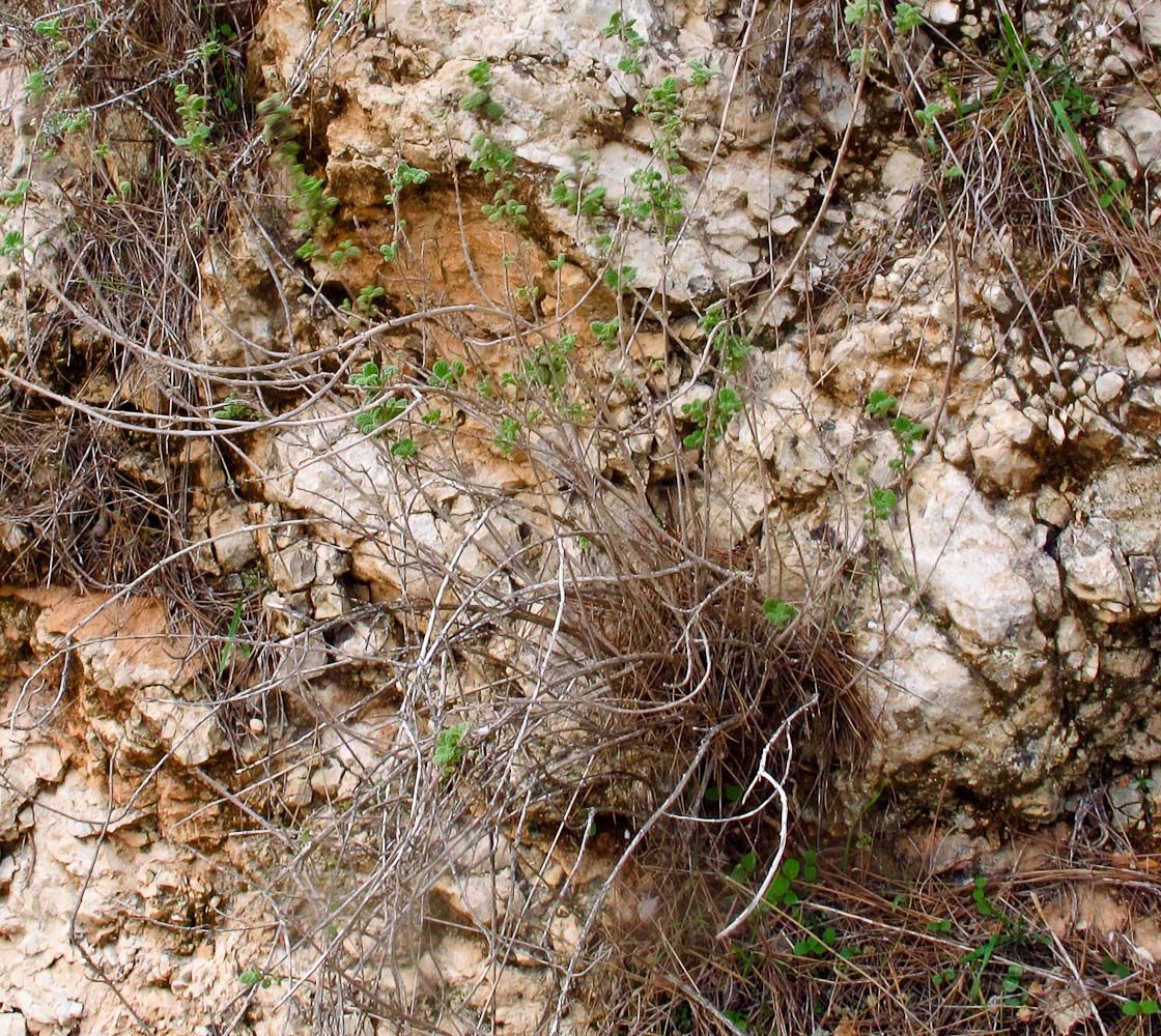 Изображение особи Ballota saxatilis.