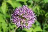 Allium tschimganicum