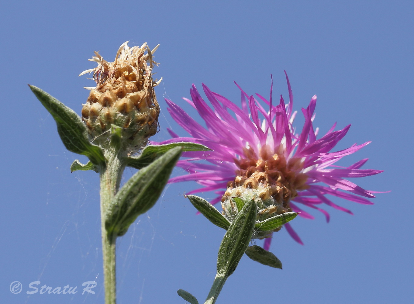 Изображение особи Centaurea jacea.