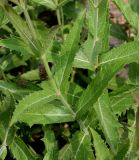 Verbena rigida