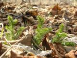 Lycopodium annotinum. Растение в каменноберезовом лесу.: Камчатский край, Елизовский р-н, окрестности п. Авача. 10.05.2008.