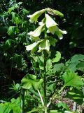 Cardiocrinum cordatum. Соцветие. Курильские о-ва, Кунашир, окр. дачного пос. Третьяково. 17 июля 2015 г.