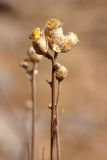 Lepidolopha karatavica. Соплодие. Южный Казахстан, горы Алатау (Даубаба), сев.-вост. склон вершины 1734, ~1500 м н.у.м. 15.08.2014.