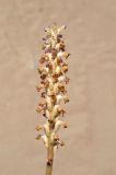 Orobanche cumana