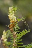 Vicia balansae