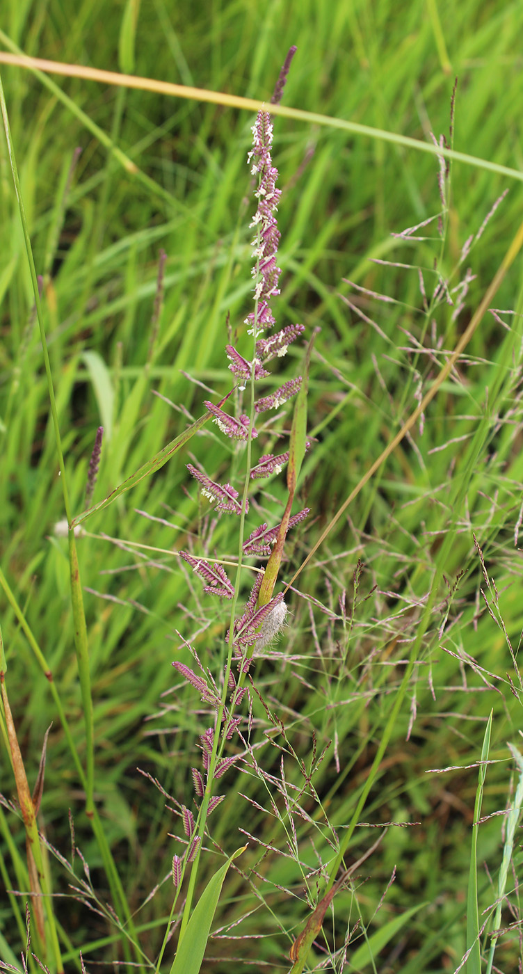 Изображение особи Beckmannia eruciformis.