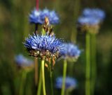 Jasione montana