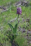 Orchis simia