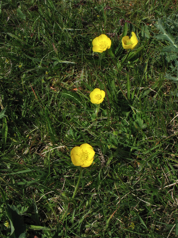 Изображение особи Ranunculus bulbosus.