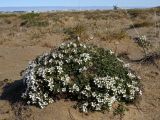 Minuartia macrocarpa. Цветущие растения в листьях подушки Salix, высокие цветоносы в той же куртине - Lloydia serotina. Красноярский край, Таймырский Долгано-Ненецкий муниципальный р-н, п-ов Хара-Тумус, мыс Отмелый, низкий песчаный берег. 22.07.2015.