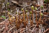 Athyrium yokoscense