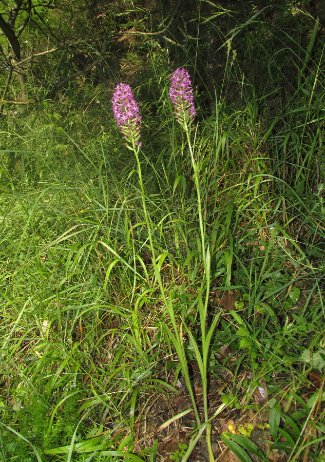 Изображение особи Anacamptis pyramidalis.