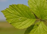 Rubus saxatilis