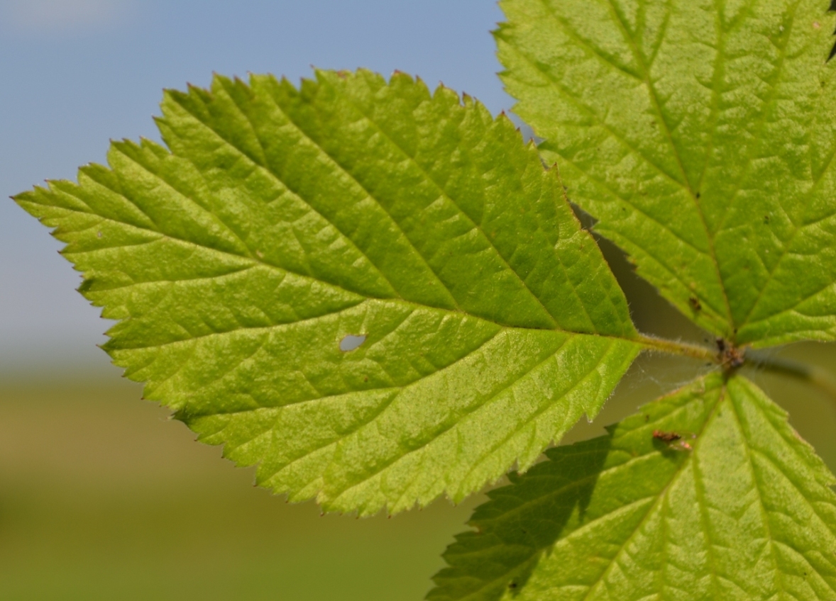 Изображение особи Rubus saxatilis.