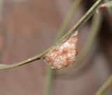 Eucalyptus spathulata