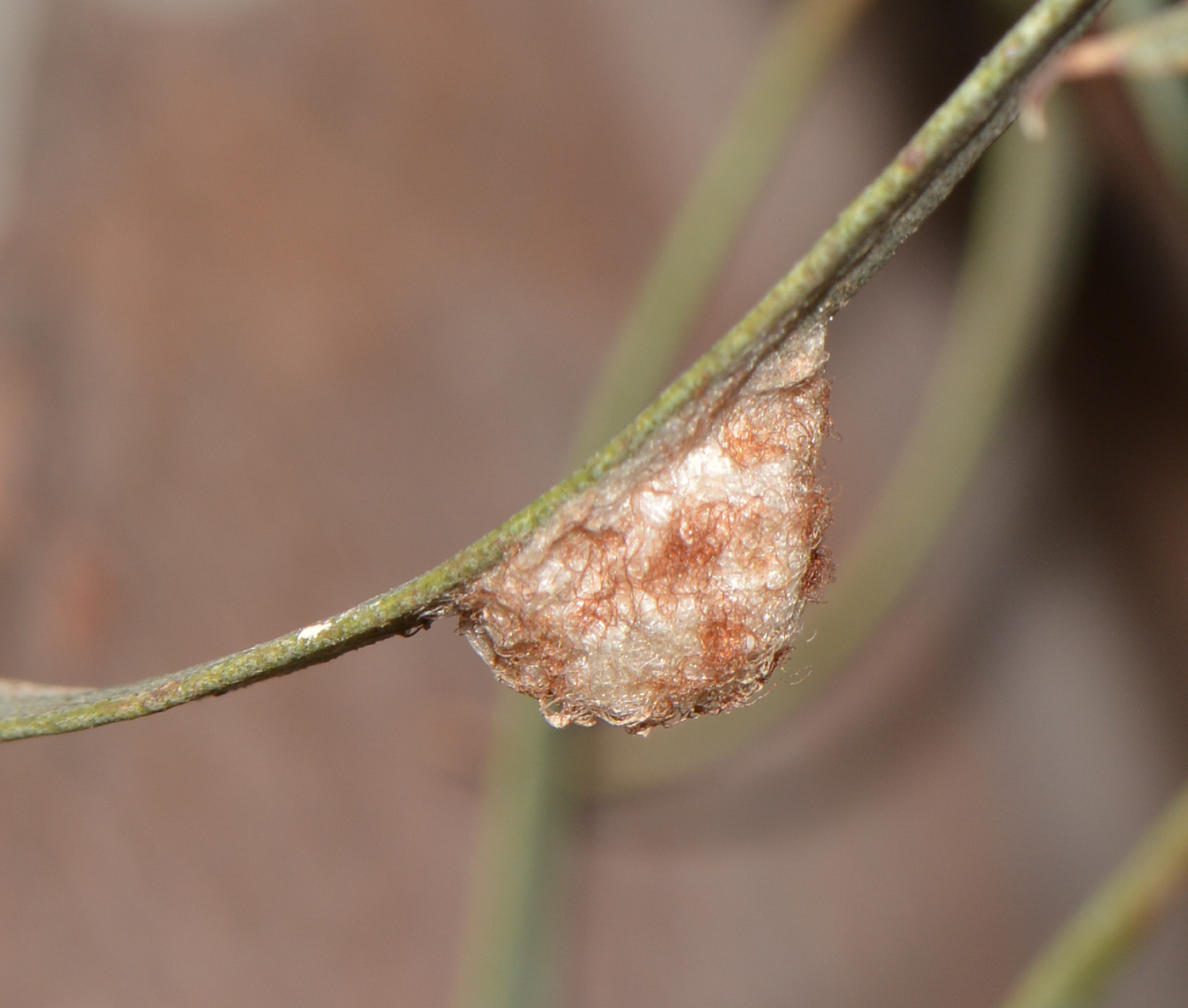 Изображение особи Eucalyptus spathulata.