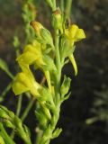 Linaria genistifolia. Верхушка бокового соцветия с кормящимся жуком. Крым, пересыпь оз. Донузлав, рудеральное сообщество на песках. 27 августа 2017 г.