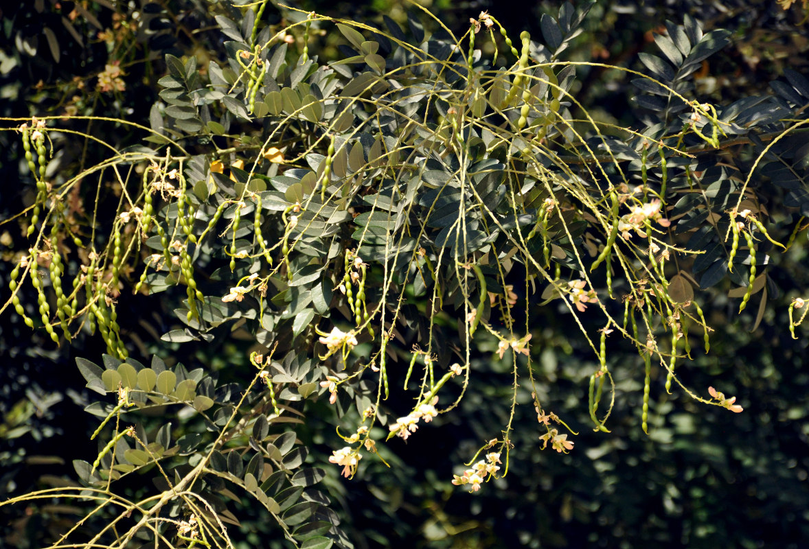 Изображение особи Styphnolobium japonicum.