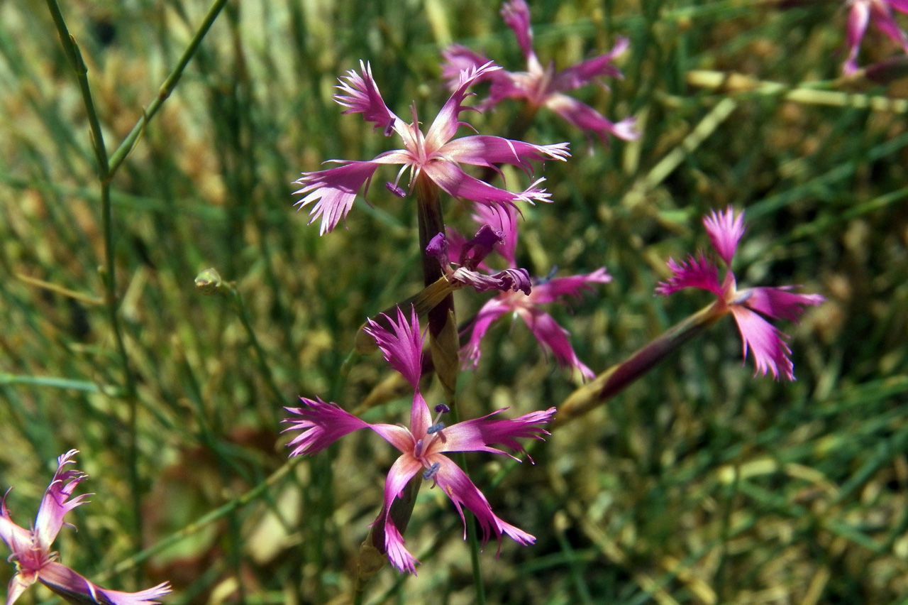 Изображение особи Dianthus orientalis.