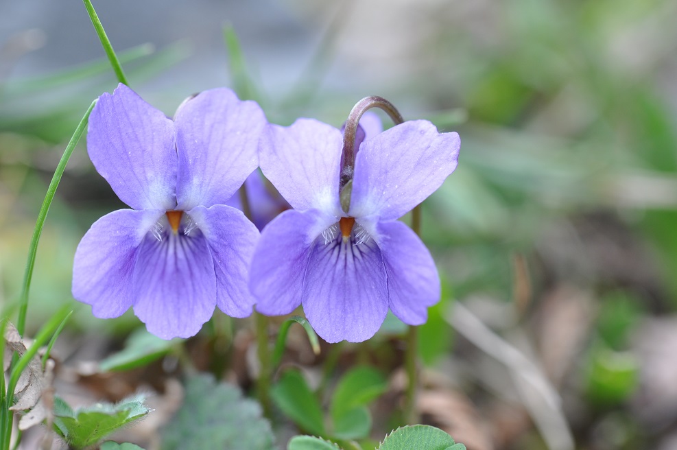 Изображение особи род Viola.