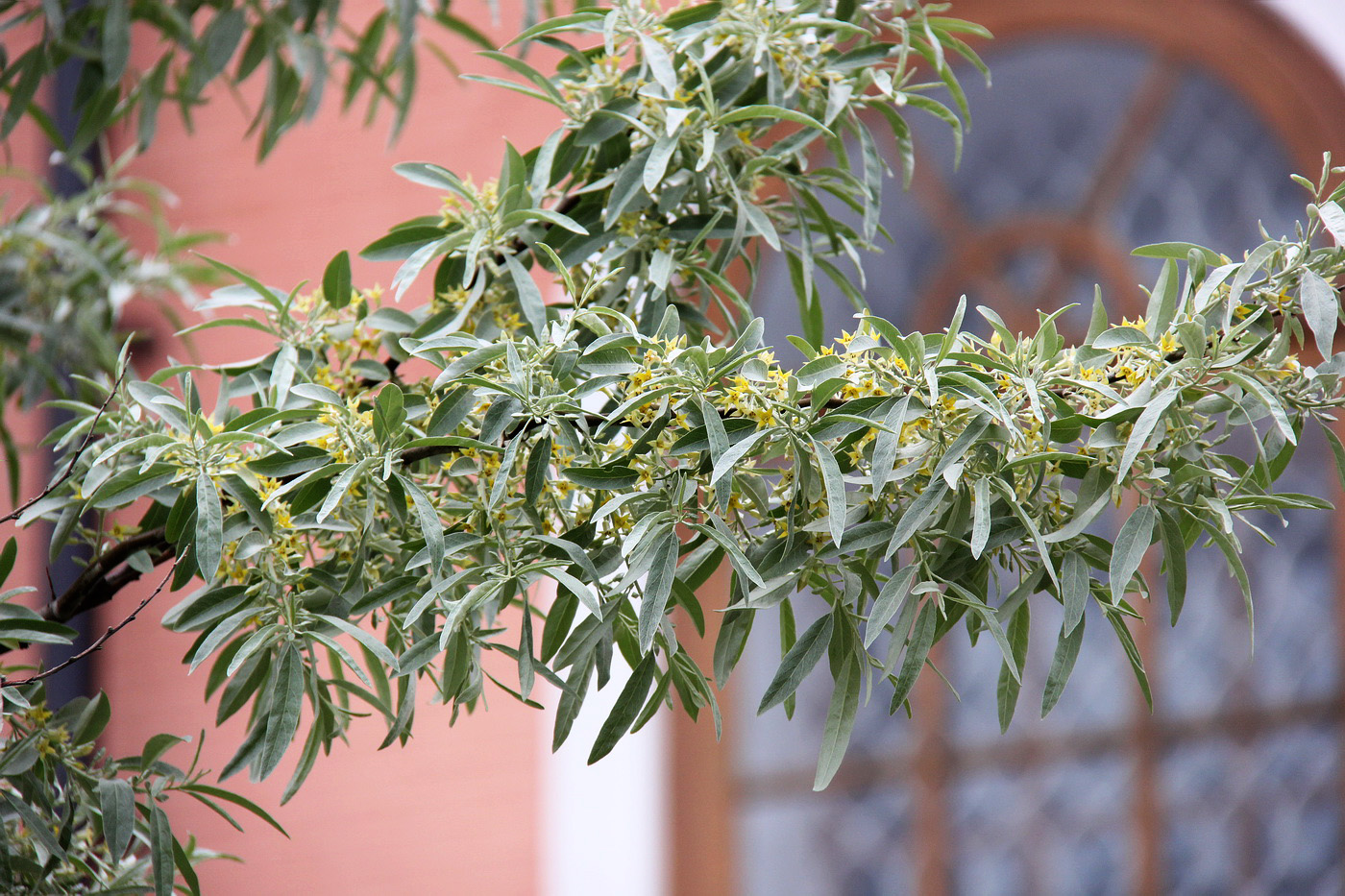 Image of Elaeagnus angustifolia specimen.